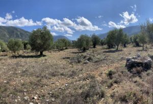 Sami area olive grove for sale