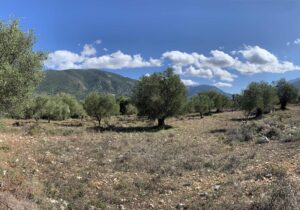 Sami area olive grove for sale