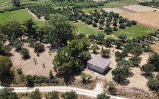 Olive Grove Property with Building in the Tranquil Vatsa Area