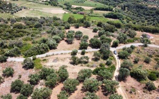 Peaceful Agricultural Land with Mature Olive Trees – Vatsa Area